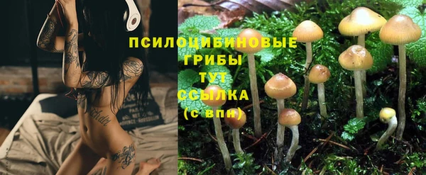 стаф Алзамай