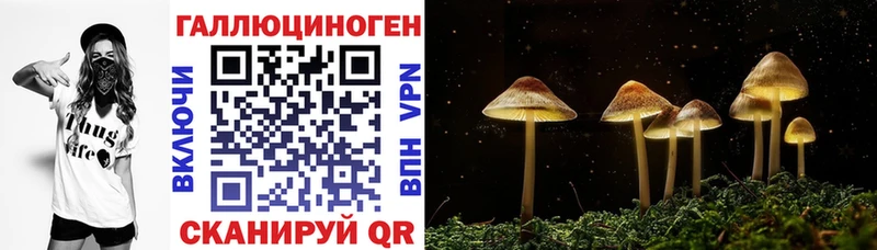 Псилоцибиновые грибы Psilocybe  Чадан 